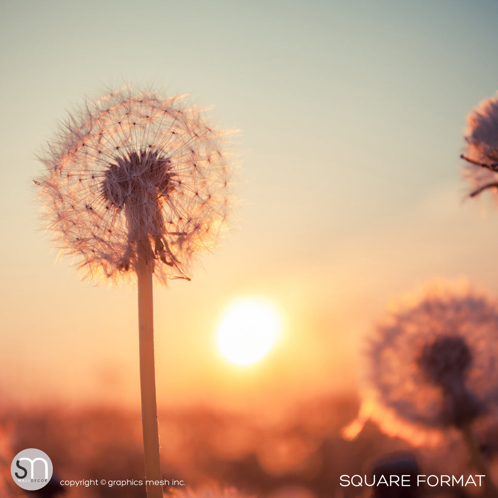 DANDELIONS AT SUNSET - Nature Wall Mural square