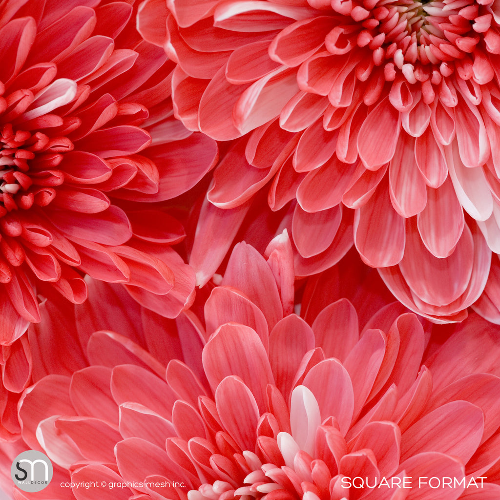 RED FLOWER CLOSEUP - Wall Mural square